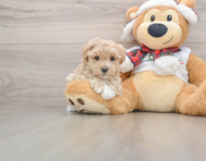8 week old Maltipoo Puppy For Sale - Simply Southern Pups
