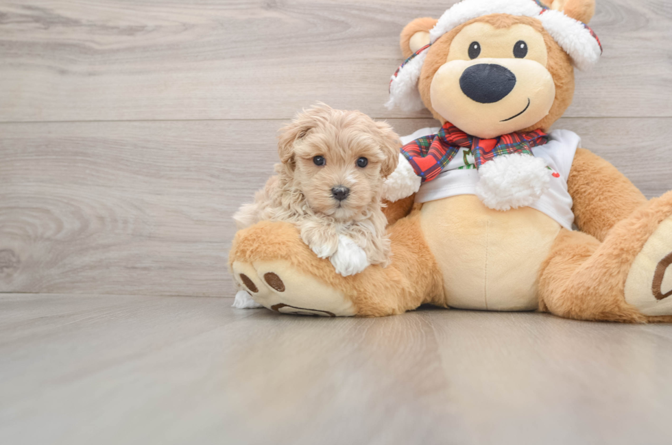 5 week old Maltipoo Puppy For Sale - Simply Southern Pups