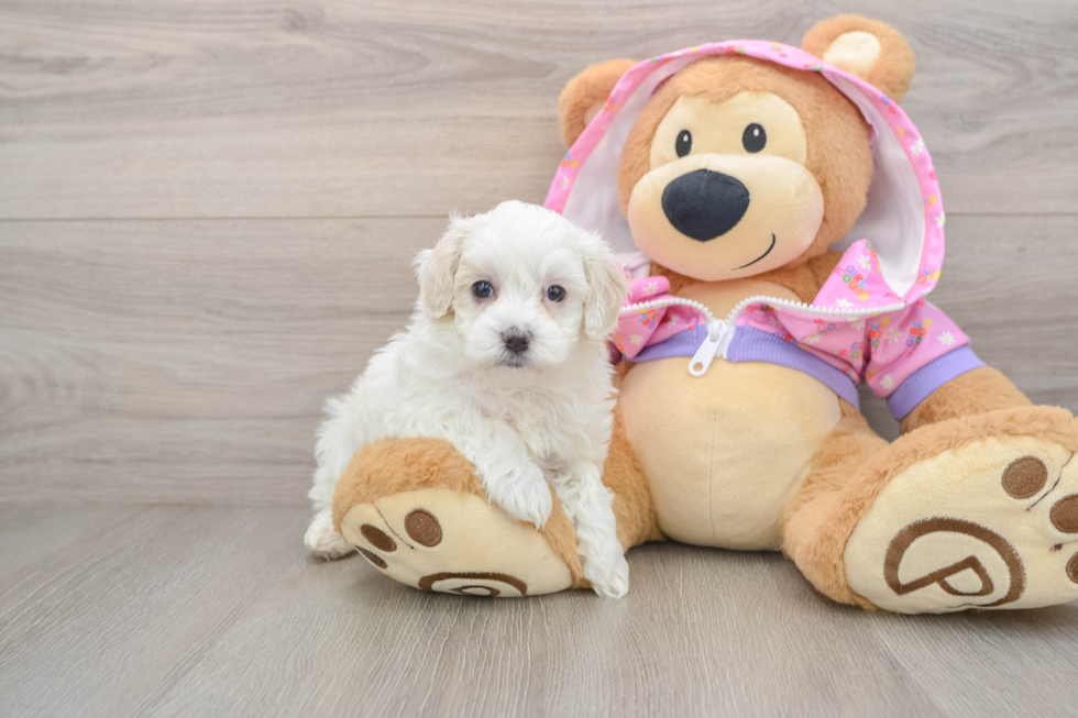 Energetic Malt a Poo Poodle Mix Puppy