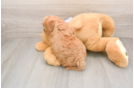 Best Maltipoo Baby