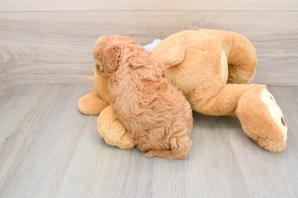 Best Maltipoo Baby