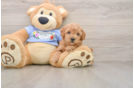Friendly Maltipoo Baby