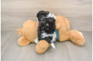 Best Maltipoo Baby