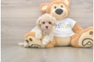 Friendly Maltipoo Baby