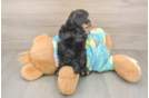 Little Malt Oodle Poodle Mix Puppy