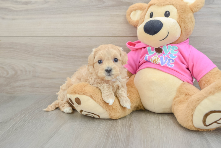 Maltipoo Puppy for Adoption