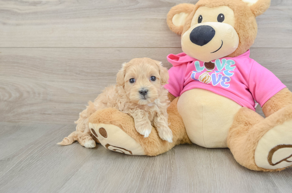 6 week old Maltipoo Puppy For Sale - Simply Southern Pups