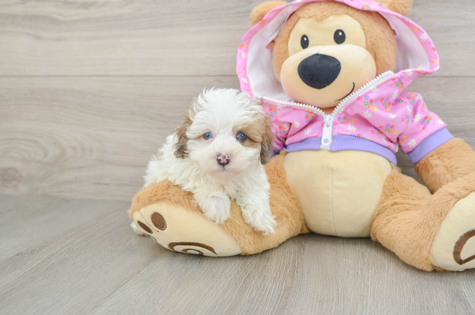 5 week old Maltipoo Puppy For Sale - Simply Southern Pups