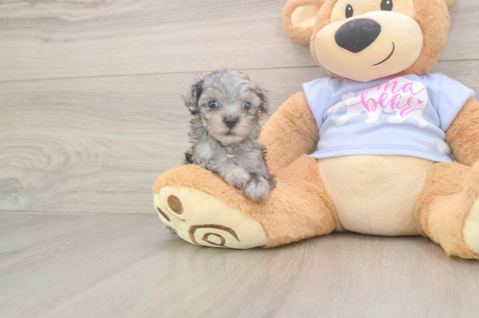 5 week old Maltipoo Puppy For Sale - Simply Southern Pups