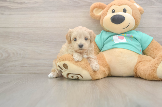 5 week old Maltipoo Puppy For Sale - Simply Southern Pups Best Maltipoo Baby