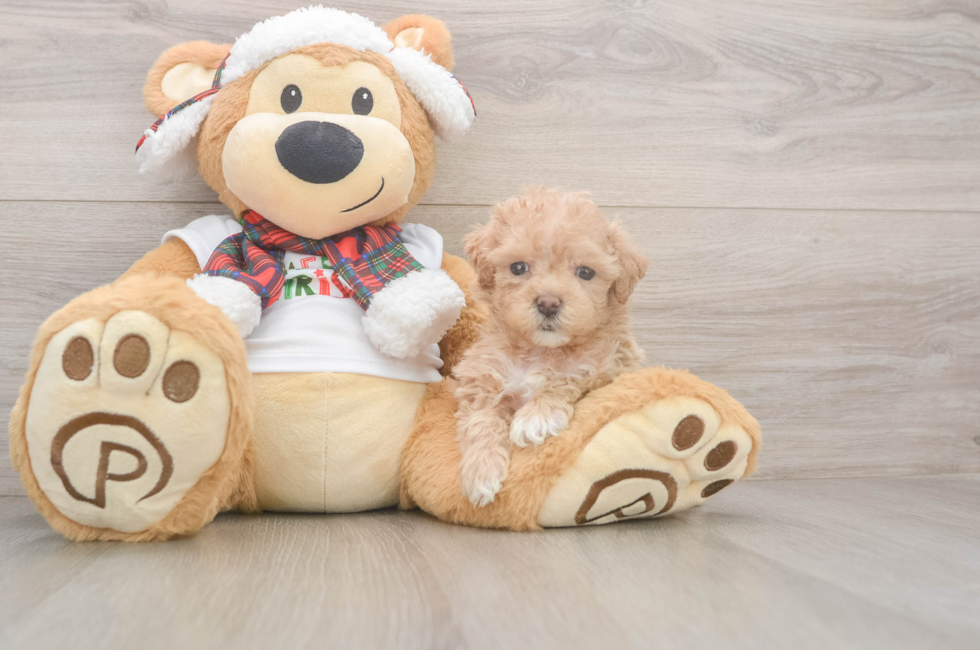 5 week old Maltipoo Puppy For Sale - Simply Southern Pups