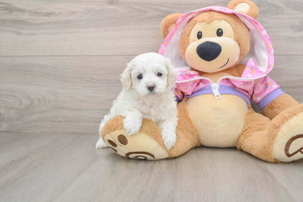 Popular Maltipoo Poodle Mix Pup