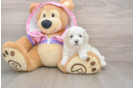 Small Maltipoo Baby