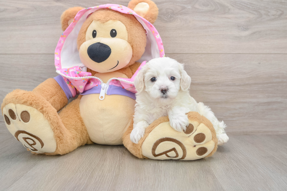 Small Maltipoo Baby