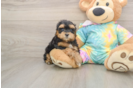 Maltipoo Puppy for Adoption