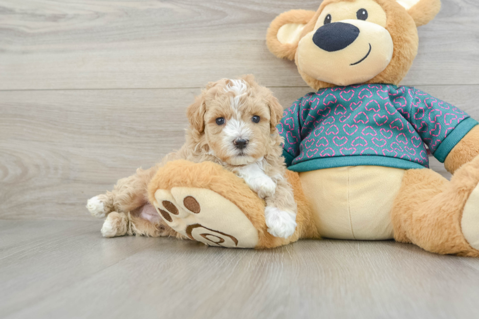 Maltipoo Puppy for Adoption