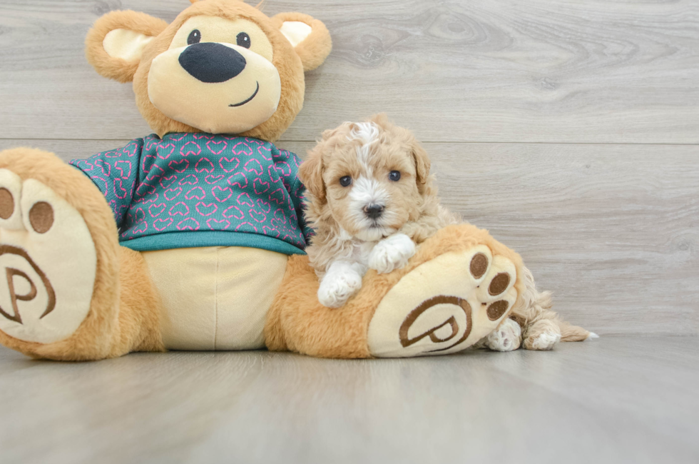 7 week old Maltipoo Puppy For Sale - Simply Southern Pups