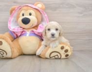 10 week old Maltipoo Puppy For Sale - Simply Southern Pups