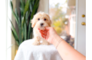 Cute Malt a Poo Poodle Mix Puppy