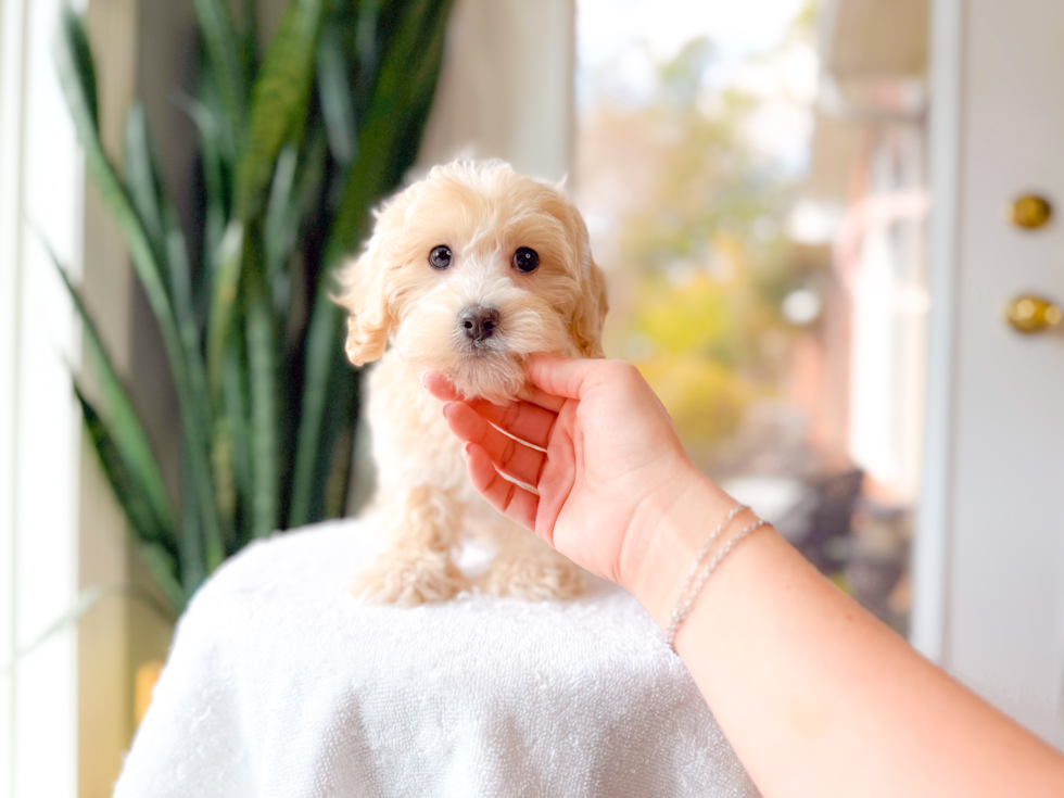 Cute Malt a Poo Poodle Mix Puppy
