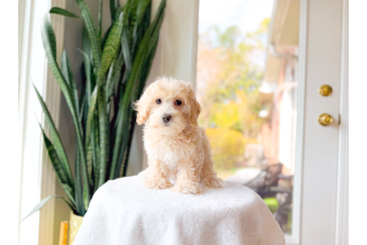 Cute Maltipoo Baby