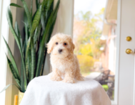 10 week old Maltipoo Puppy For Sale - Simply Southern Pups
