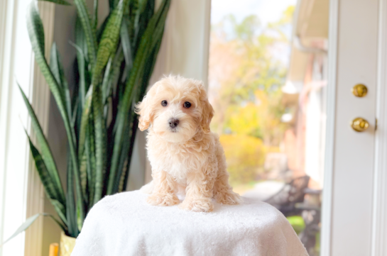 Cute Maltipoo Baby