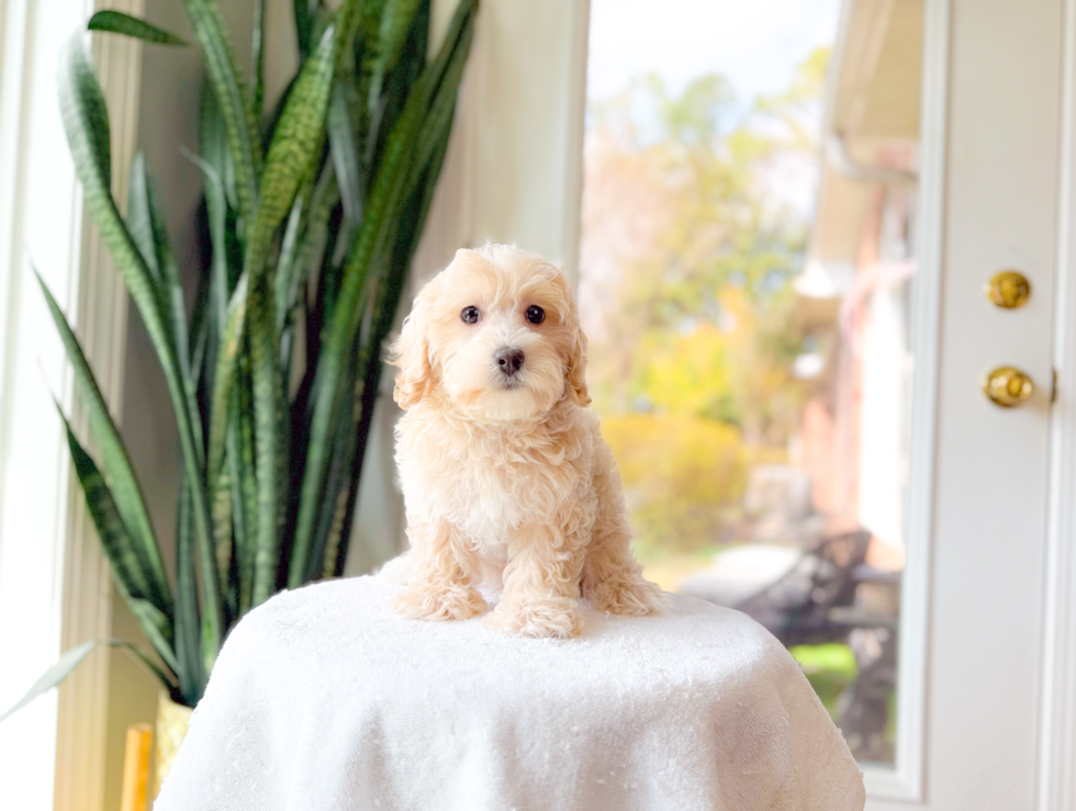 Cute Malt a Poo Poodle Mix Puppy