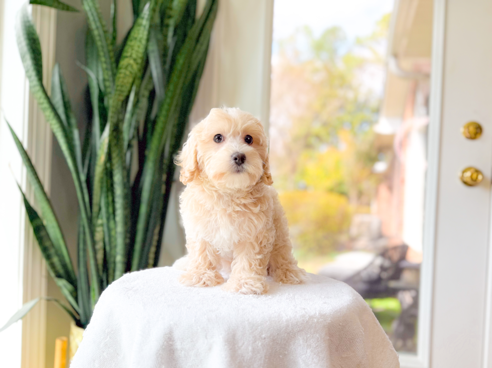 Cute Malt a Poo Poodle Mix Puppy
