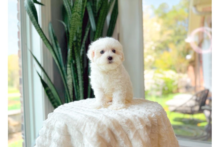 Cute Maltipoo Baby