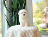 9 week old Maltipoo Puppy For Sale - Simply Southern Pups