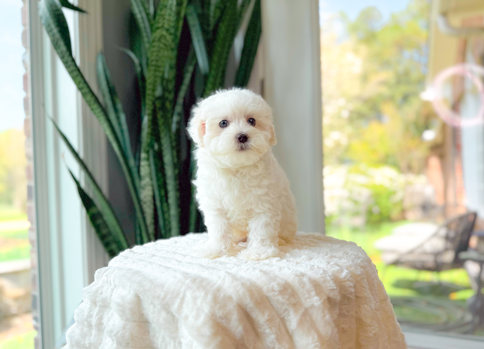 Cute Maltipoo Baby