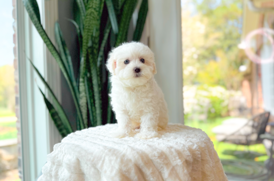 Cute Maltipoo Baby