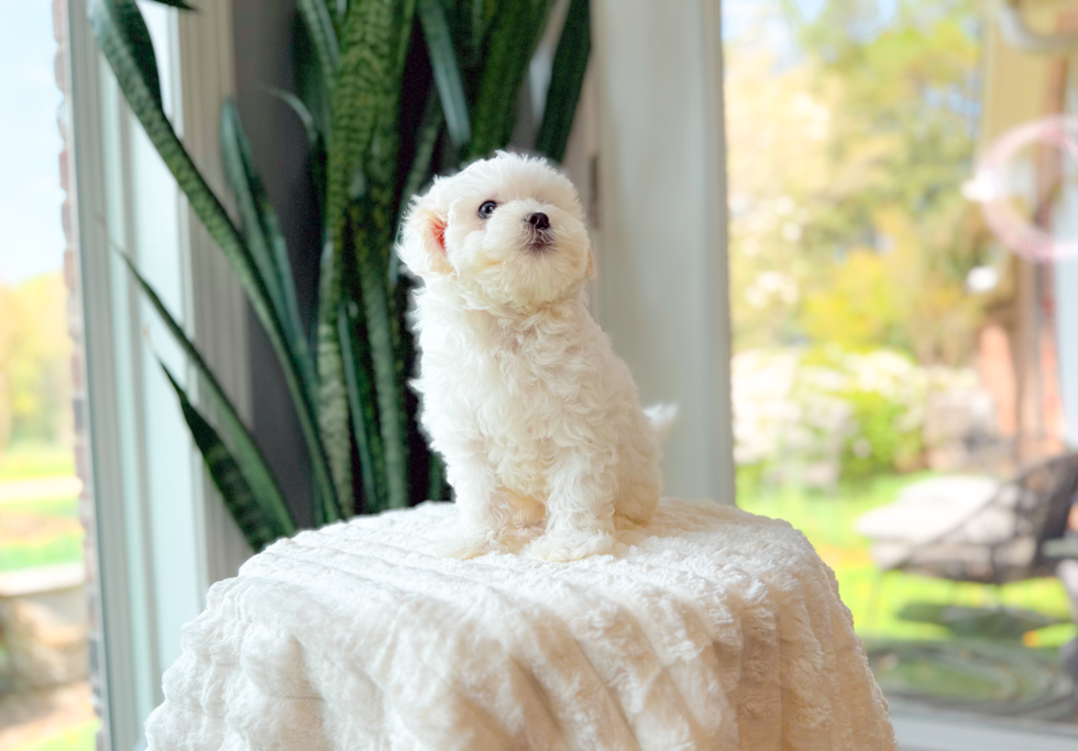 Cute Maltipoo Baby