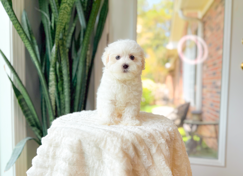 Cute Malt a Poo Poodle Mix Puppy