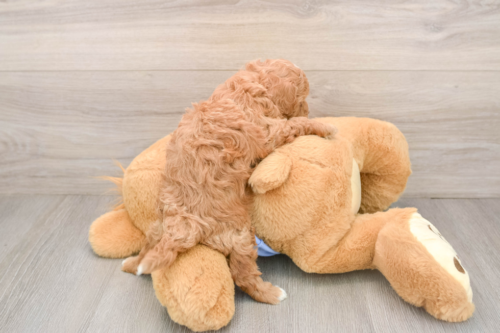 Playful Multipoo Poodle Mix Puppy