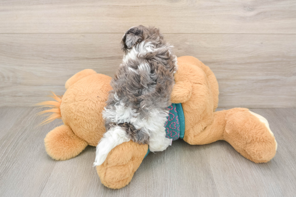 Maltipoo Puppy for Adoption