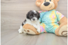 Maltipoo Puppy for Adoption