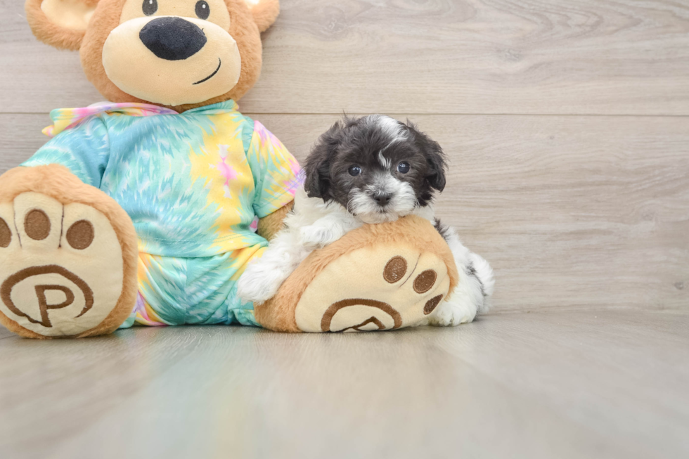 Smart Maltipoo Poodle Mix Pup