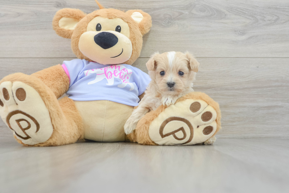 Maltipoo Pup Being Cute