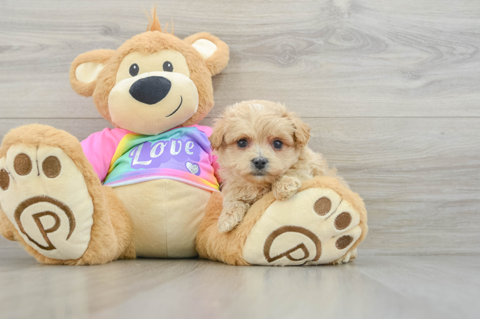 Friendly Maltipoo Baby