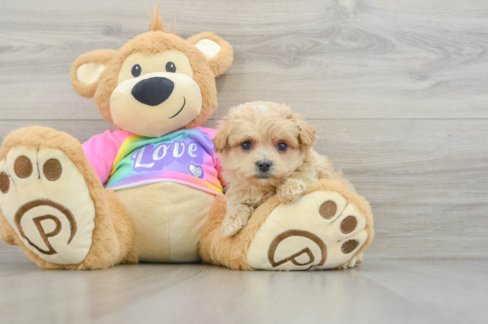 7 week old Maltipoo Puppy For Sale - Simply Southern Pups