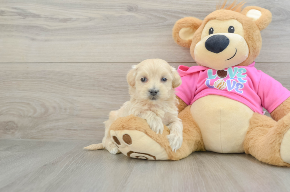 6 week old Maltipoo Puppy For Sale - Simply Southern Pups