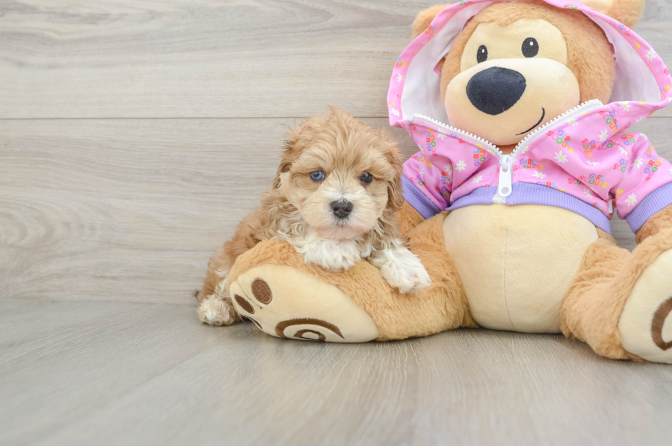 5 week old Maltipoo Puppy For Sale - Simply Southern Pups