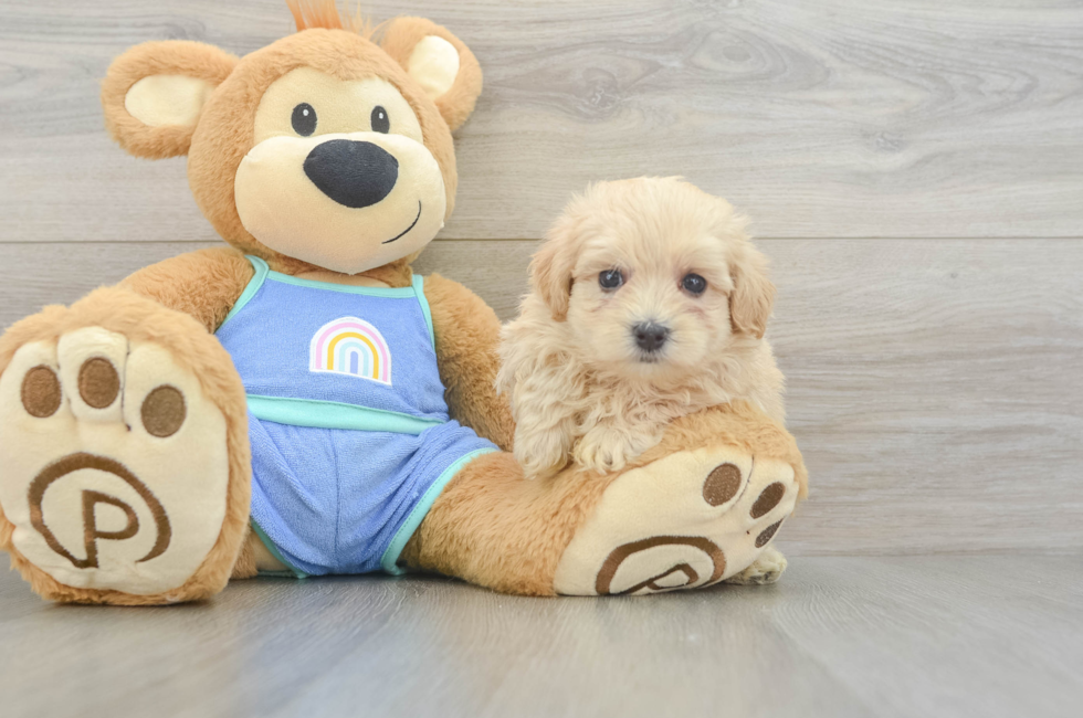 6 week old Maltipoo Puppy For Sale - Simply Southern Pups