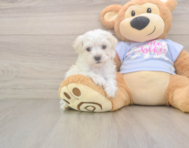 9 week old Maltipoo Puppy For Sale - Simply Southern Pups