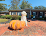 9 week old Maltipoo Puppy For Sale - Simply Southern Pups