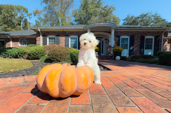 Best Maltipoo Baby