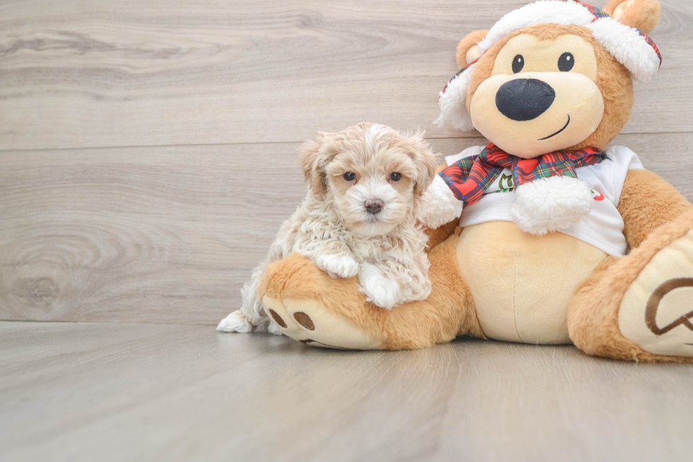 Maltipoo Pup Being Cute