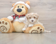 7 week old Maltipoo Puppy For Sale - Simply Southern Pups